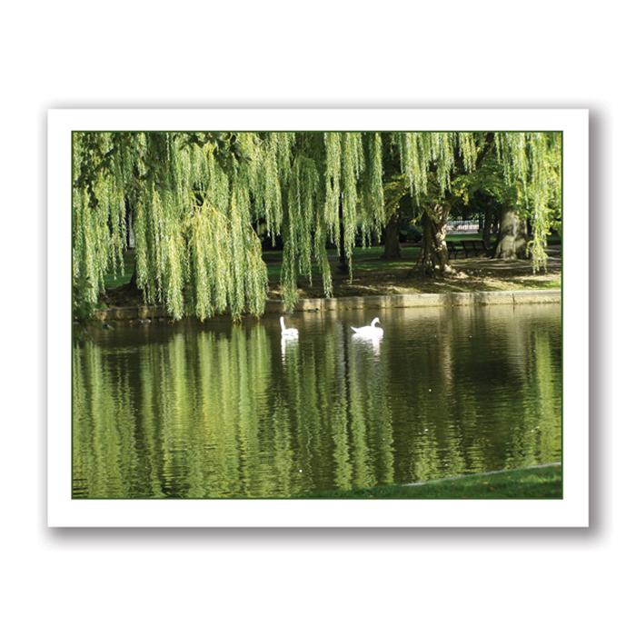 Photo Greeting Card Of The Swans In Boston by Kurt Neumann